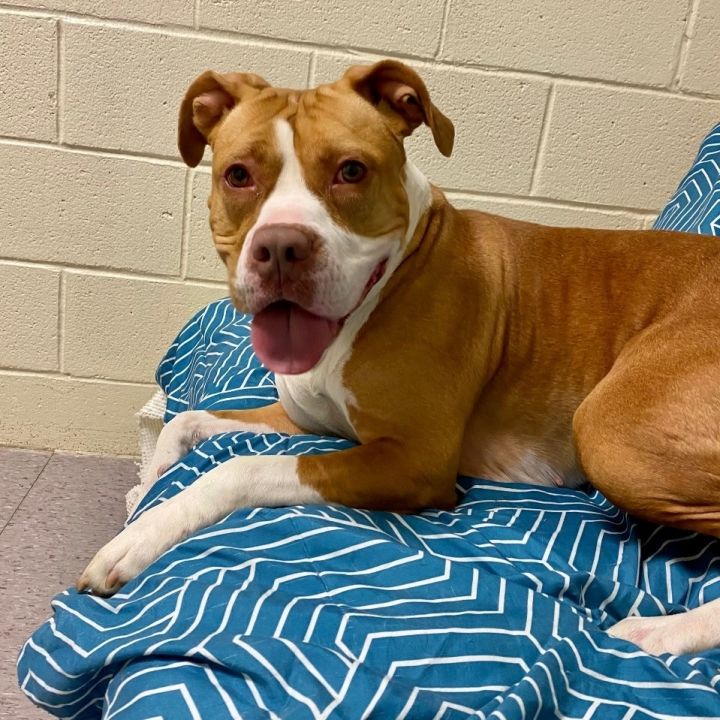 Orchid *Foster-to- Adopt  5