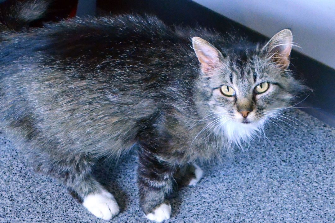 Cat for adoption Zelda, a Domestic Medium Hair in Lincoln, NE Petfinder