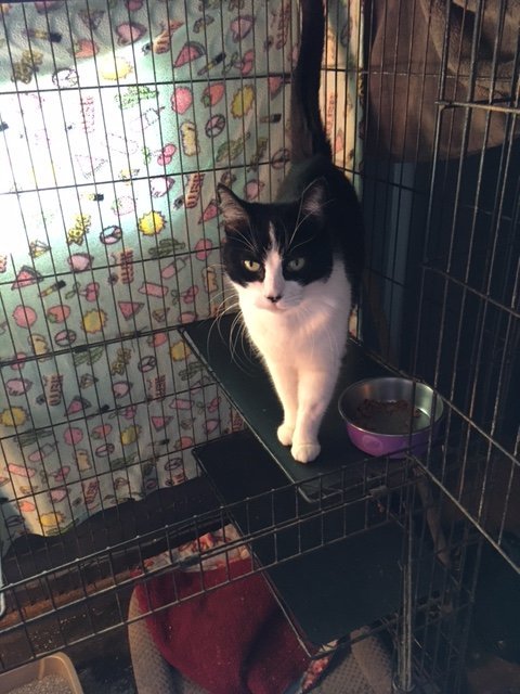 Cookie, an adoptable Domestic Short Hair, Tuxedo in Visalia, CA, 93277 | Photo Image 1