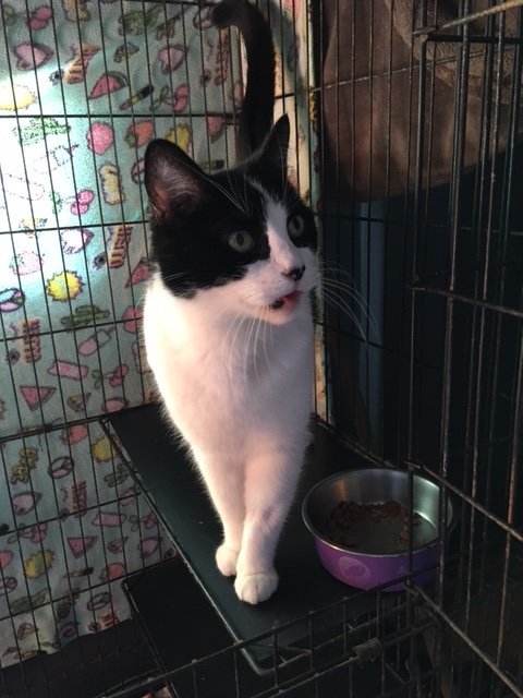 Cookie, an adoptable Domestic Short Hair, Tuxedo in Visalia, CA, 93277 | Photo Image 2