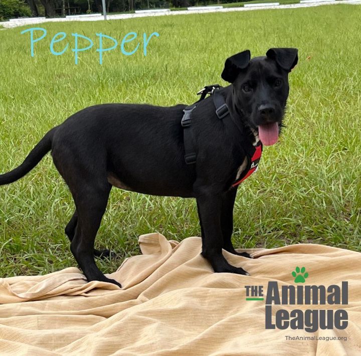 Pepper, an adopted Labrador Retriever & Giant Schnauzer Mix in Clermont, FL_image-1