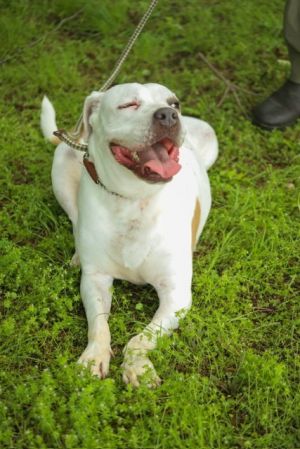 Moxie, Adult Female Pit Bull Terrier