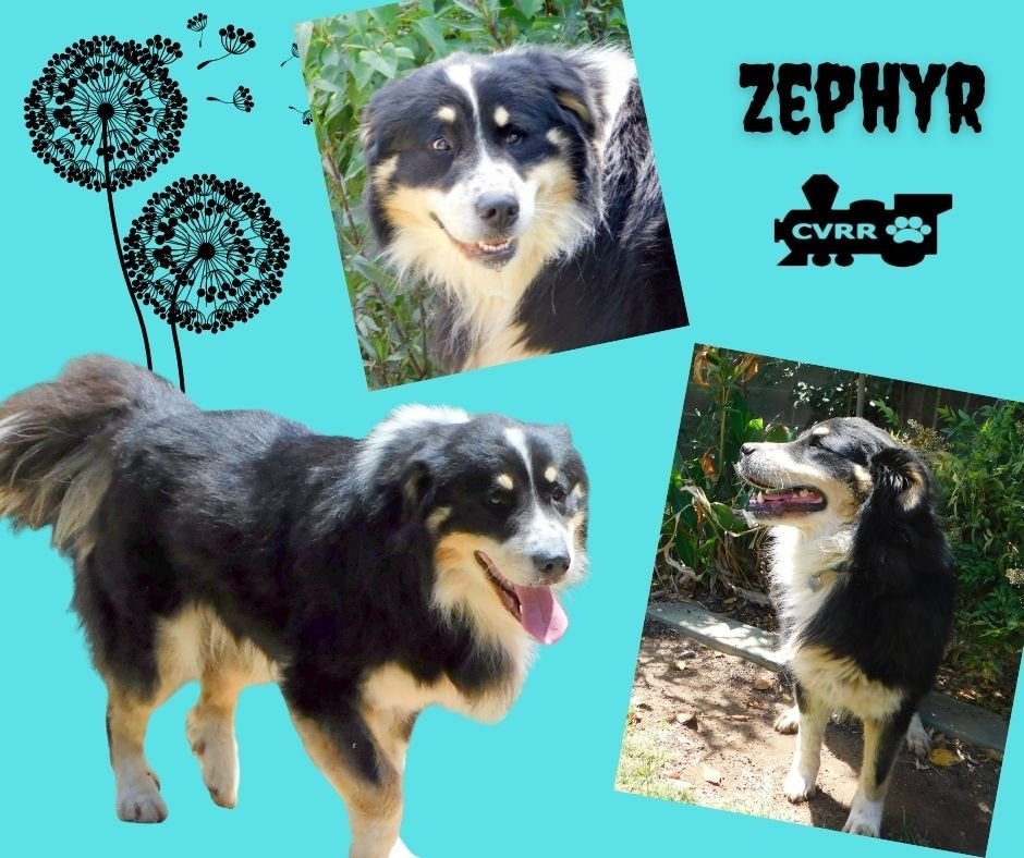 Zephyr