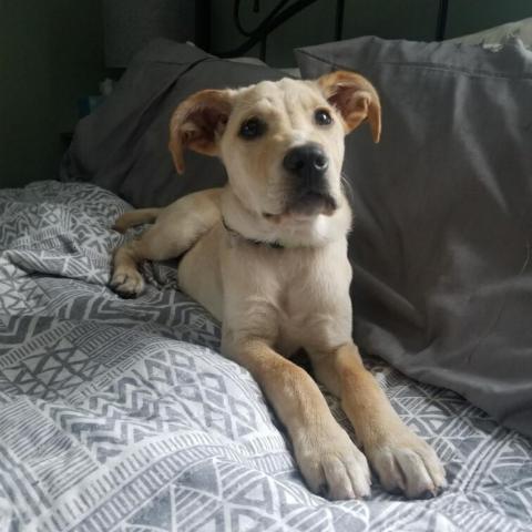 Max, an adoptable Yellow Labrador Retriever in Patterson, NY_image-1