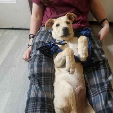 Max, an adoptable Yellow Labrador Retriever in Patterson, NY_image-4