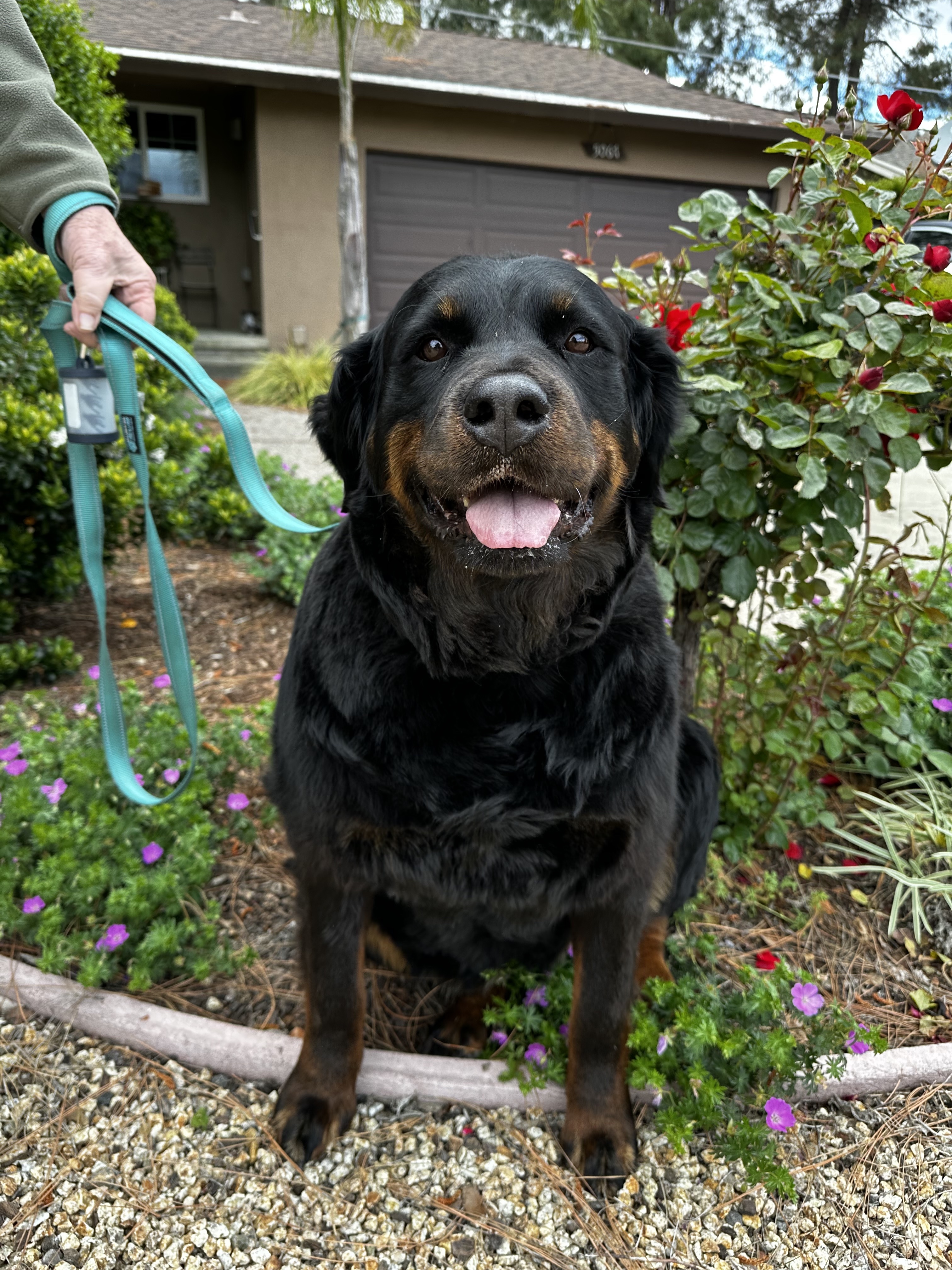 Dog for adoption - NELLY, a Rottweiler & Bernese Mountain Dog Mix in Morgan  Hill, CA | Petfinder
