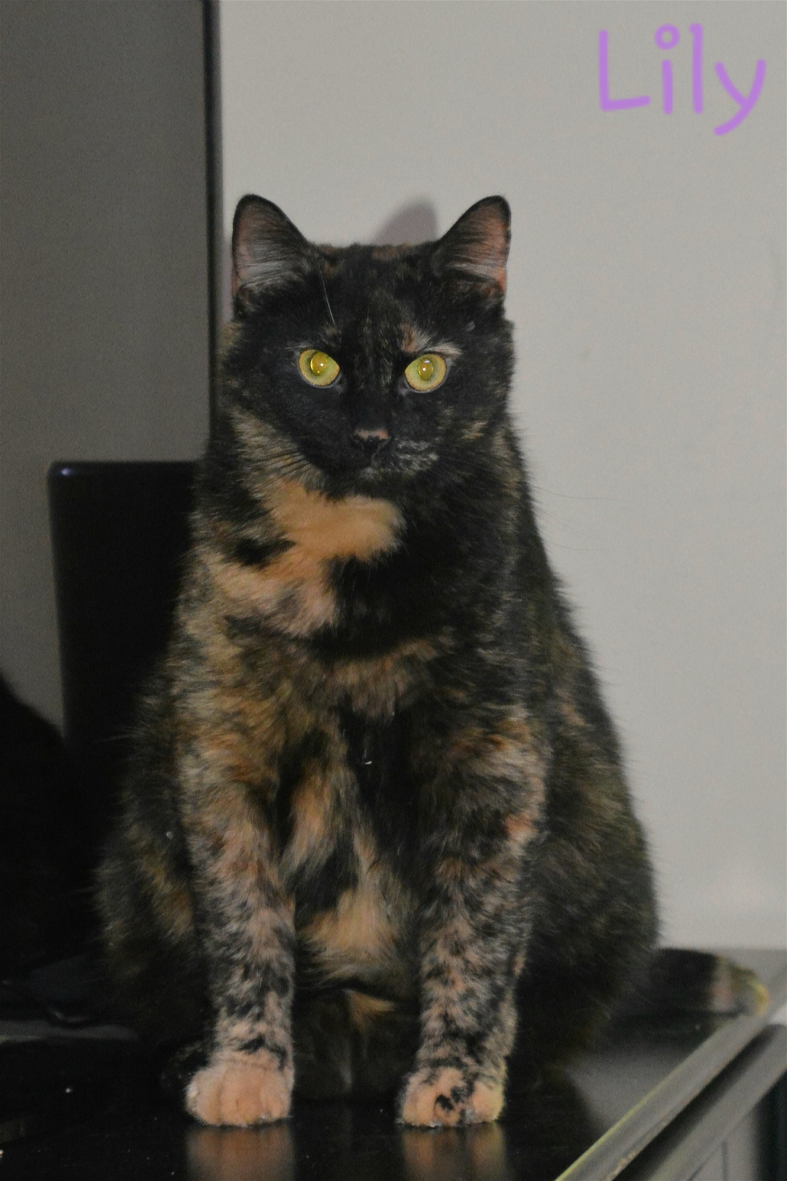 Lily, an adoptable Domestic Short Hair, Tortoiseshell in Ravenswood, WV, 26164 | Photo Image 2