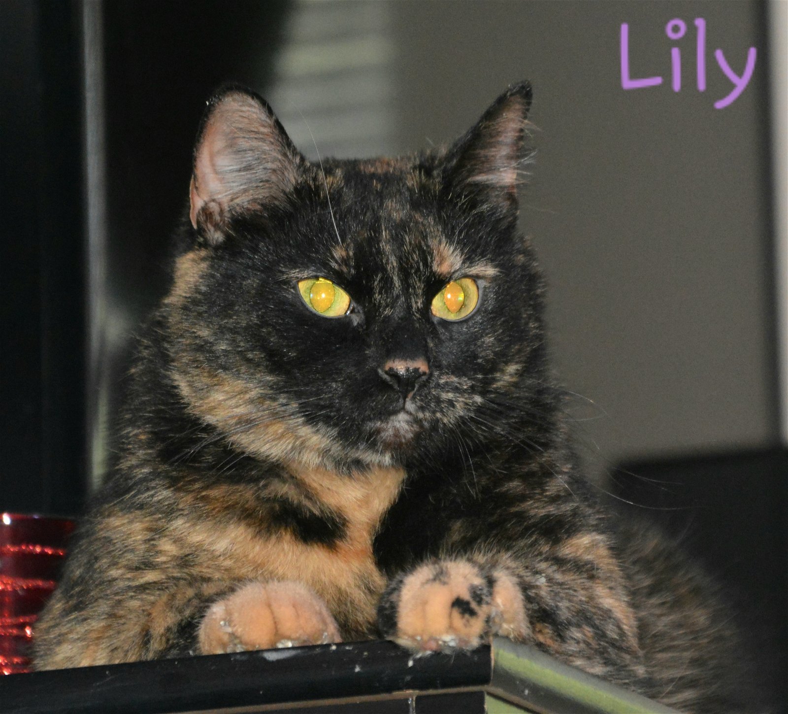Lily, an adoptable Domestic Short Hair, Tortoiseshell in Ravenswood, WV, 26164 | Photo Image 3