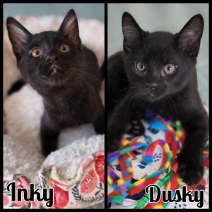 Photo of Inky and Dusky