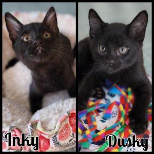 Inky and Dusky