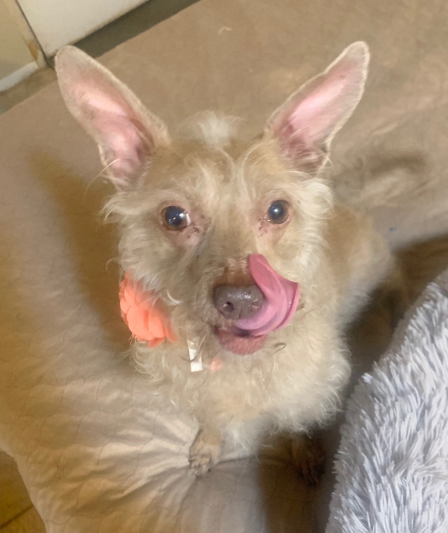 Lola Skye, an adoptable Chinese Crested Dog, Xoloitzcuintli / Mexican Hairless in San Francisco, CA, 94112 | Photo Image 2