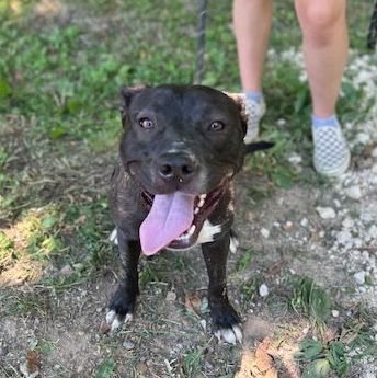 Dog for adoption - Raisin, a Labrador Retriever Mix in Horn Lake, MS ...