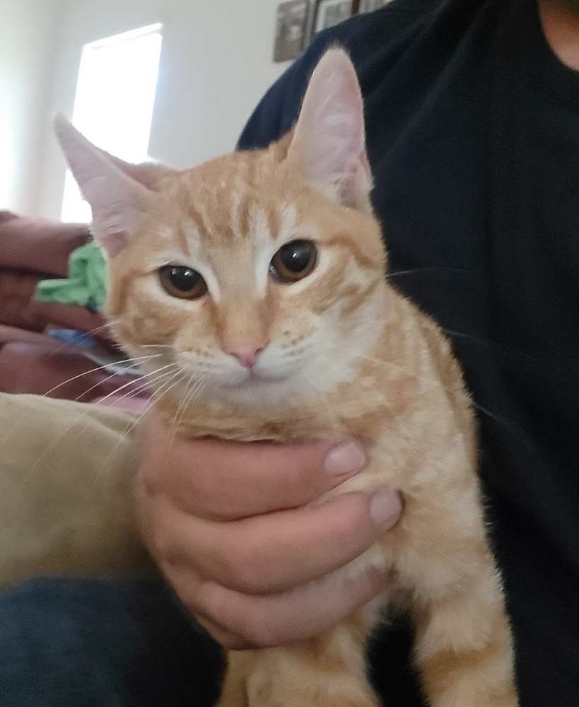 Brodee, an adoptable Domestic Medium Hair in Thatcher, AZ, 85552 | Photo Image 1