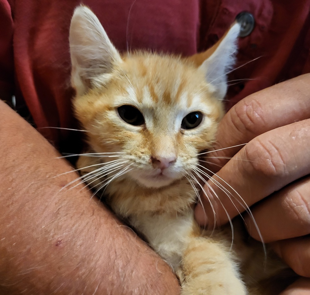 Brodee, an adoptable Domestic Medium Hair in Thatcher, AZ, 85552 | Photo Image 2