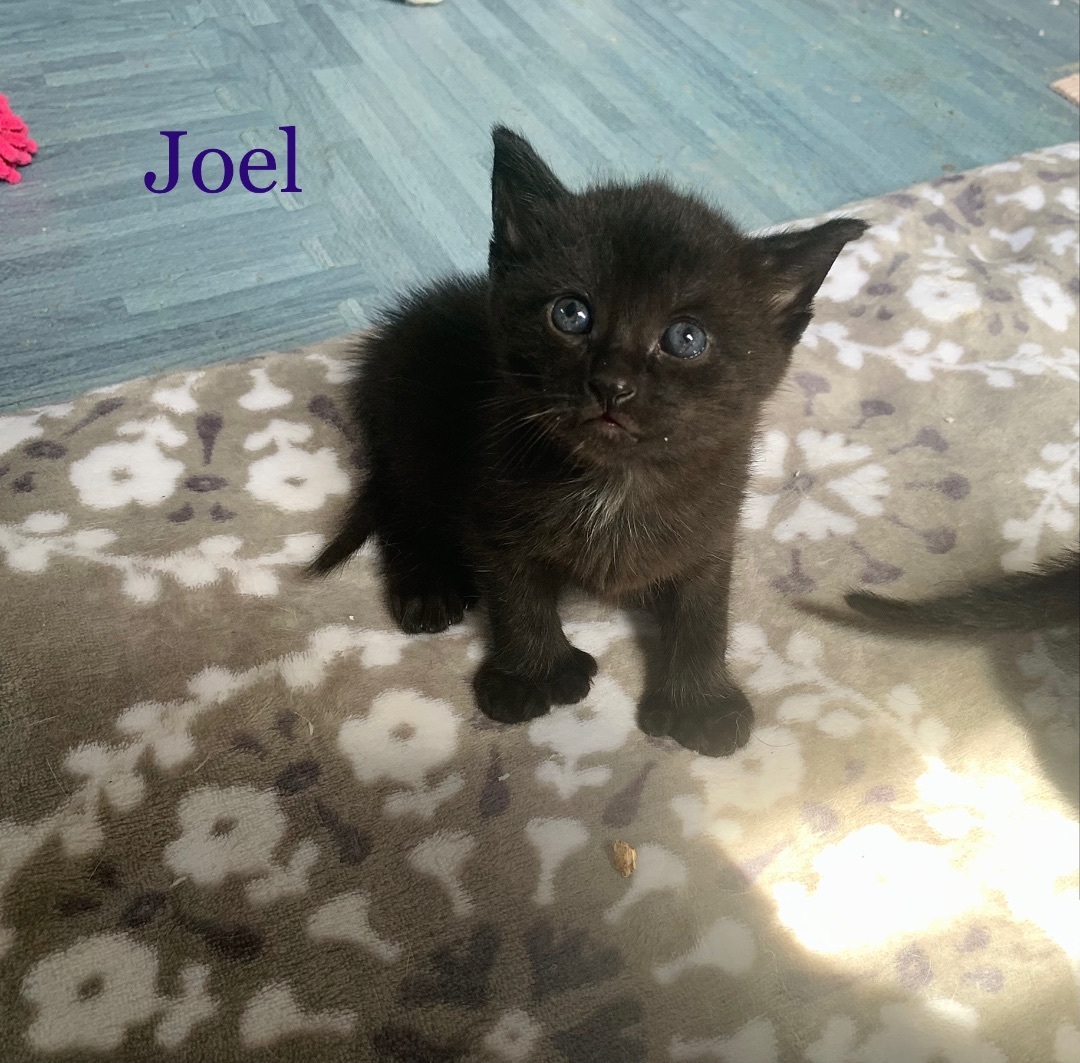 Cat for adoption Joel, a Domestic Short Hair Mix in Syracuse, NY