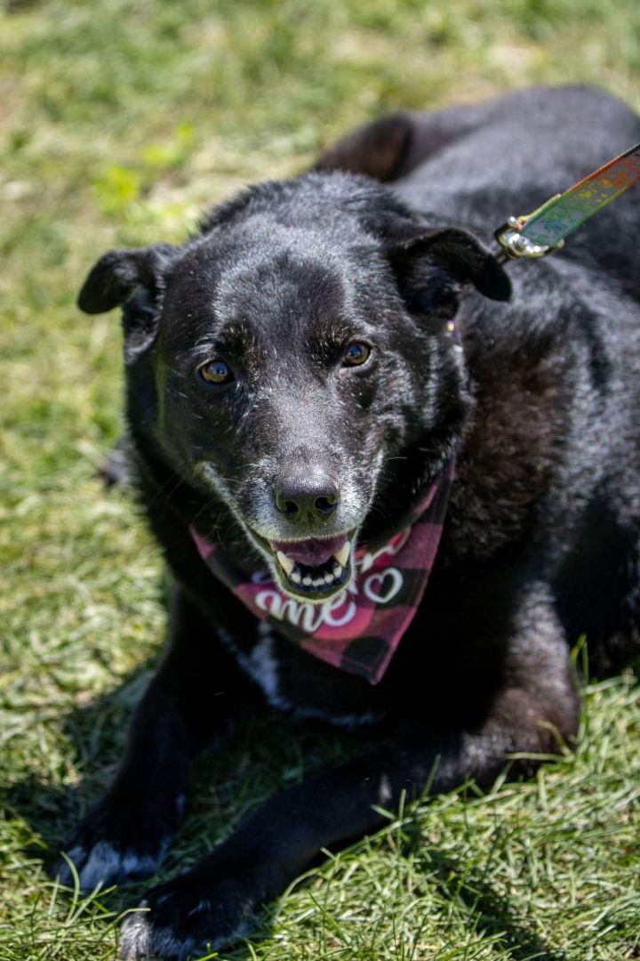 Princess, an adoptable Black Labrador Retriever Mix in Unionville, CT_image-2