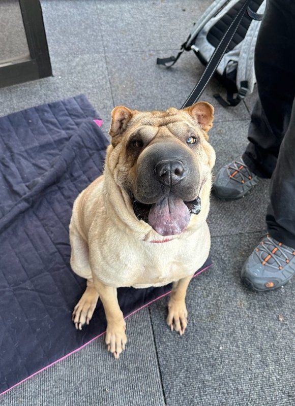 Shar pei sale petfinder