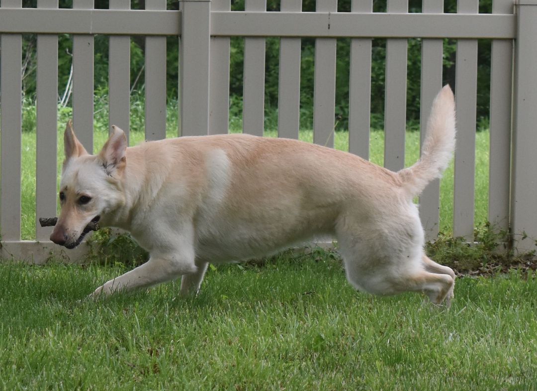 Sahara, an adoptable White German Shepherd in Auburn, NE, 68305 | Photo Image 3