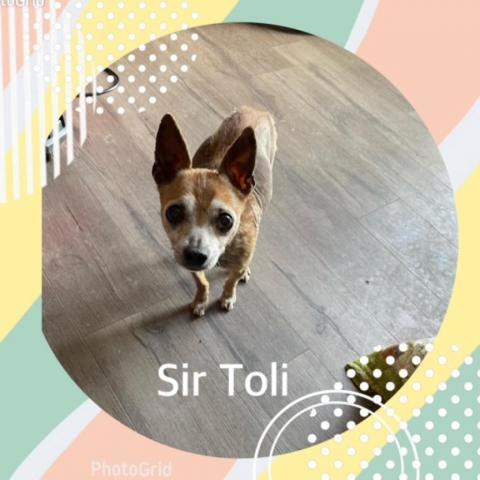 Sir Toli