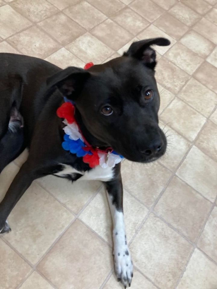 dog-for-adoption-suzie-adoption-fee-sponsored-a-mixed-breed-in
