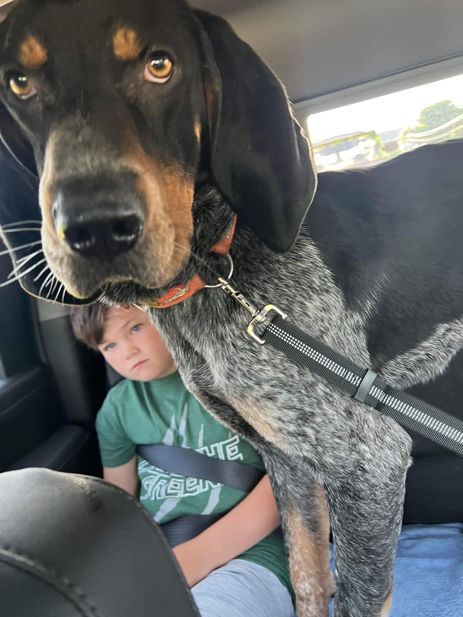 Rupey, an adoptable Bluetick Coonhound in TULSA, OK, 74115 | Photo Image 1