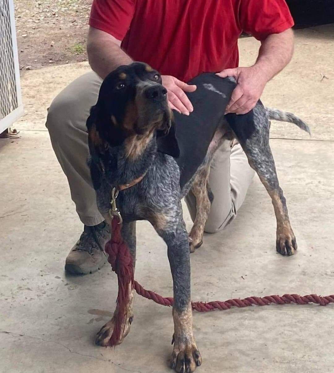 Rupey, an adoptable Bluetick Coonhound in TULSA, OK, 74115 | Photo Image 3