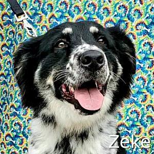 Zeke - Coming Soon