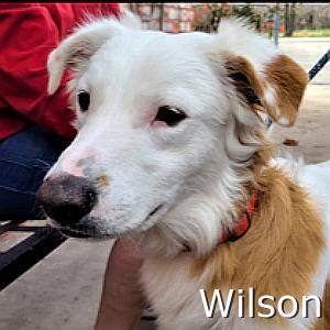 Wilson - Coming Soon