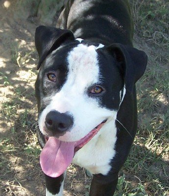 Diesel, an adoptable Pit Bull Terrier in Ward, AR, 72176 | Photo Image 1