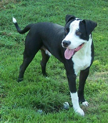 Diesel
