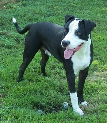 Diesel, an adoptable Pit Bull Terrier in Ward, AR, 72176 | Photo Image 2