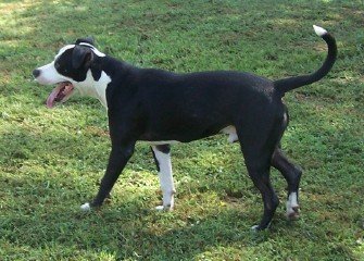 Diesel, an adoptable Pit Bull Terrier in Ward, AR, 72176 | Photo Image 3