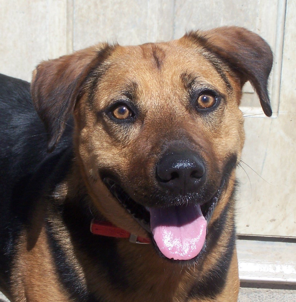 AJ, an adoptable Hound in Ward, AR, 72176 | Photo Image 1