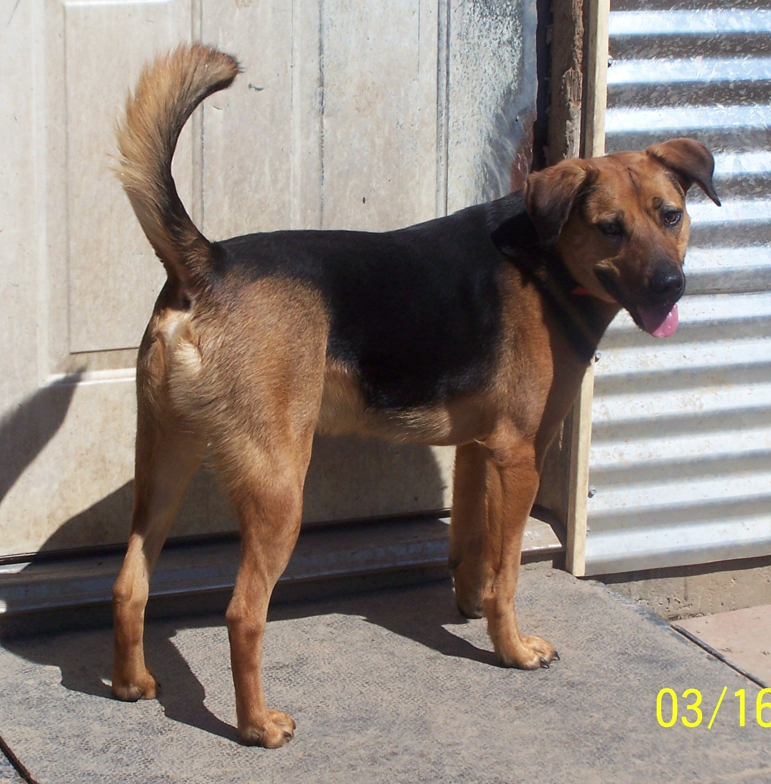 AJ, an adoptable Hound in Ward, AR, 72176 | Photo Image 2