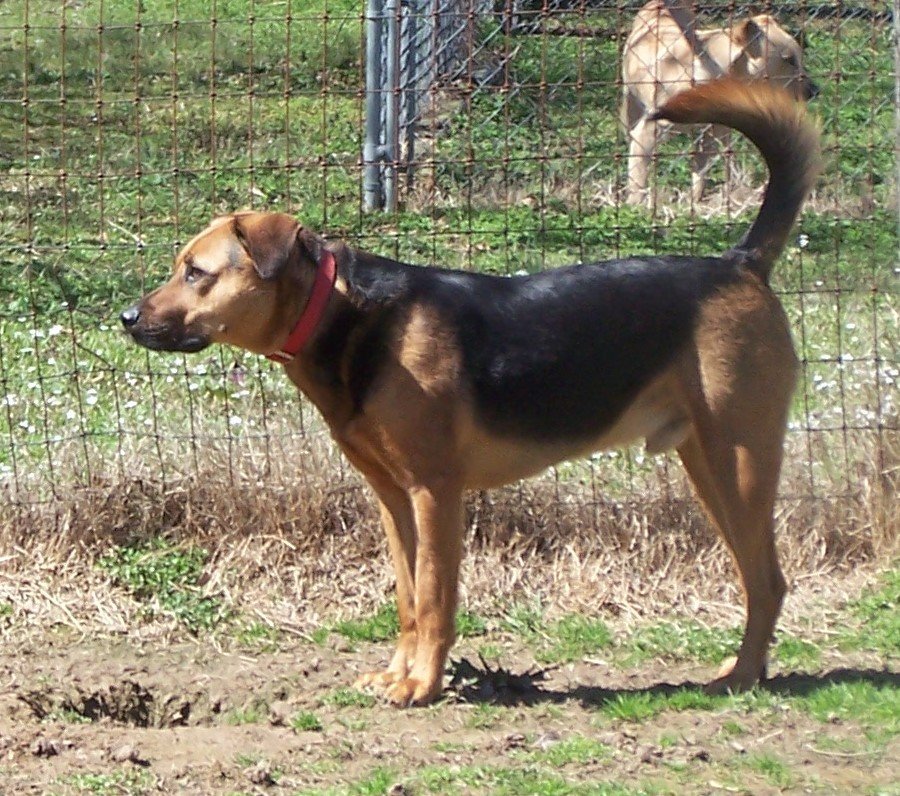 AJ, an adoptable Hound in Ward, AR, 72176 | Photo Image 3