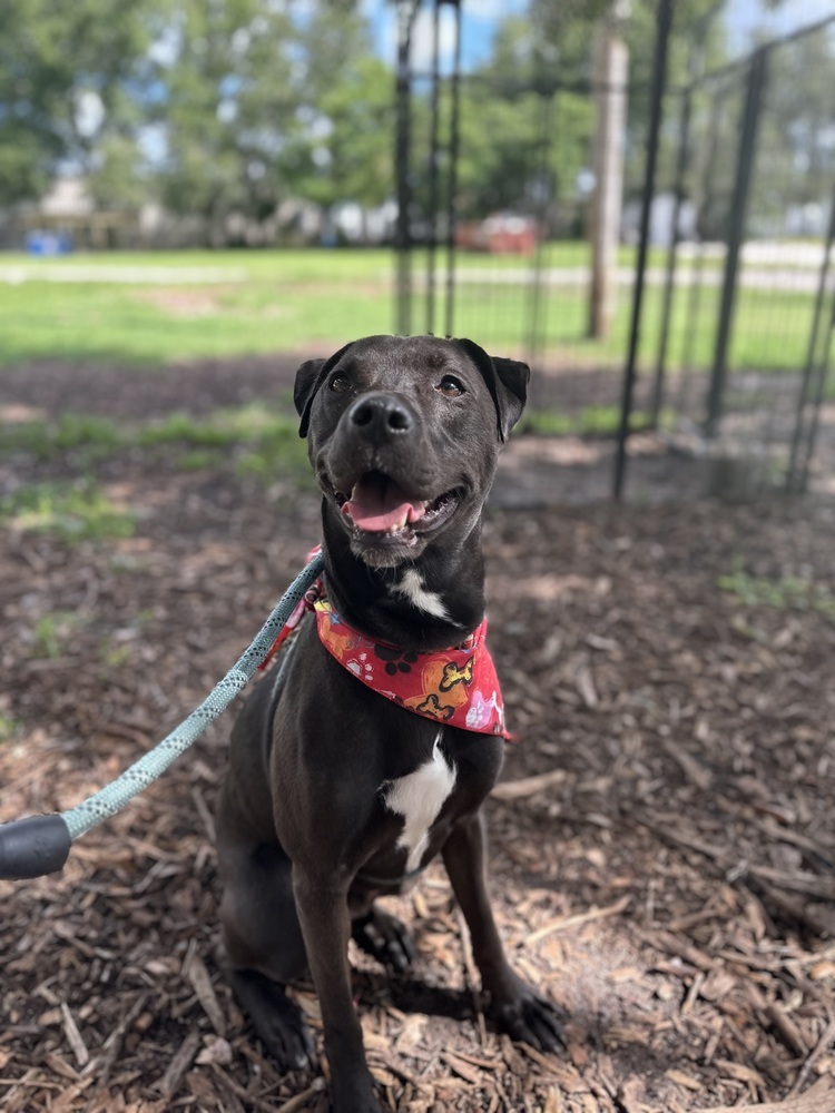 Lexington, an adoptable Labrador Retriever, Terrier in Lakeland, FL, 33813 | Photo Image 4