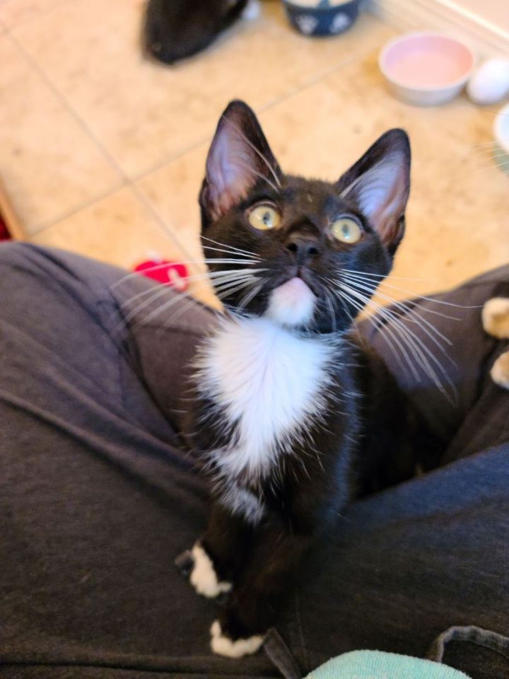 Bella, an adoptable Tuxedo Mix in Mission Viejo, CA_image-1