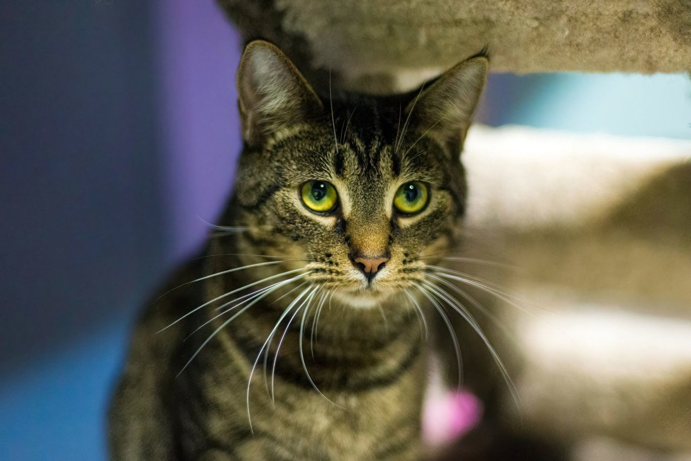 Gravy Beef Sausage, an adoptable Domestic Short Hair in Stafford, VA, 22554 | Photo Image 1