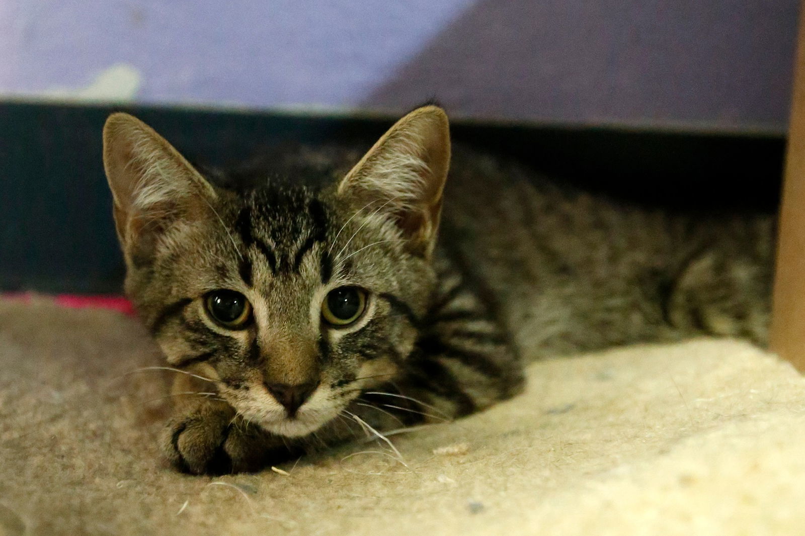 Gravy Beef Sausage, an adoptable Domestic Short Hair in Stafford, VA, 22554 | Photo Image 2