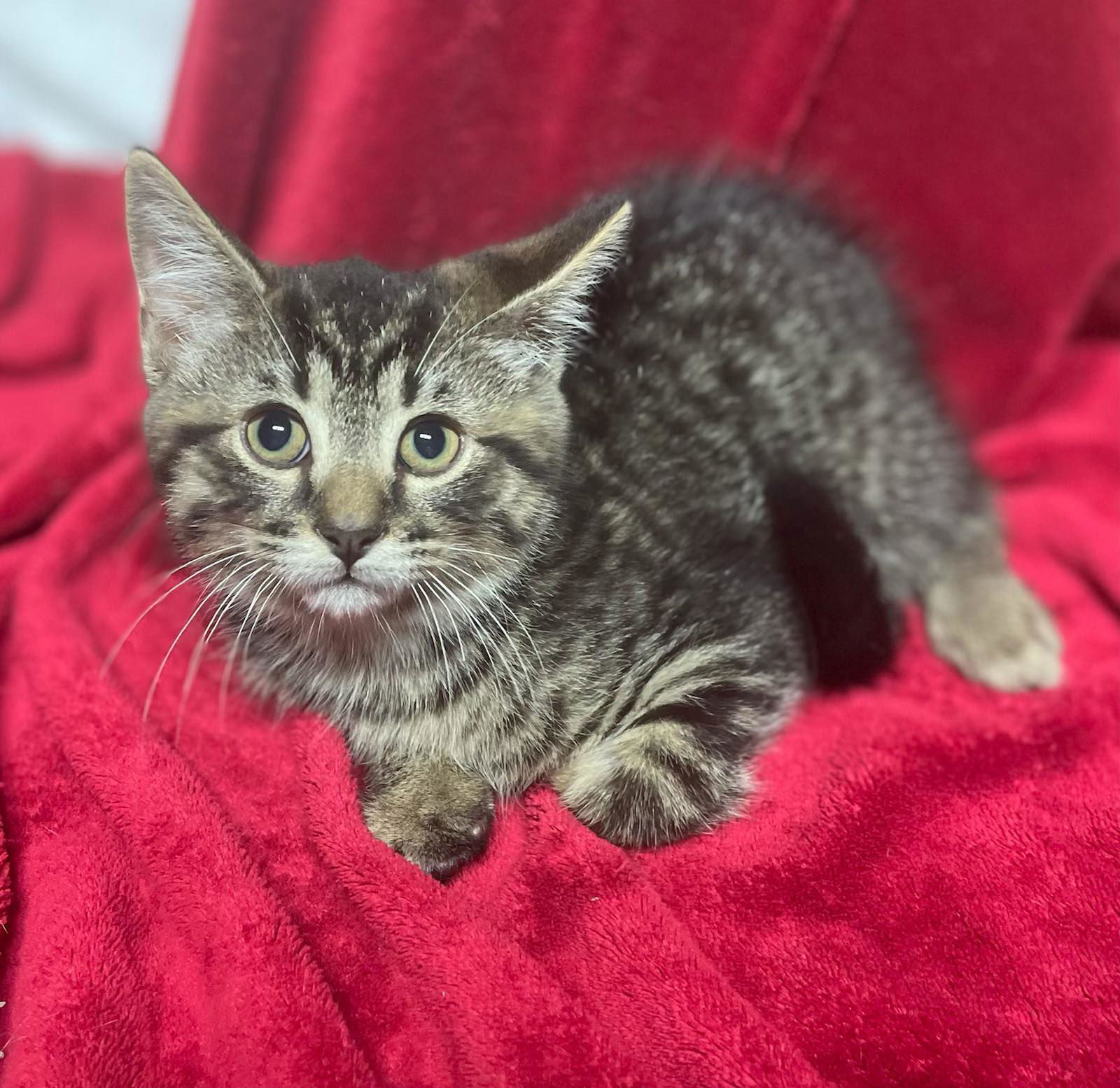Gravy Beef Sausage, an adoptable Domestic Short Hair in Stafford, VA, 22554 | Photo Image 3