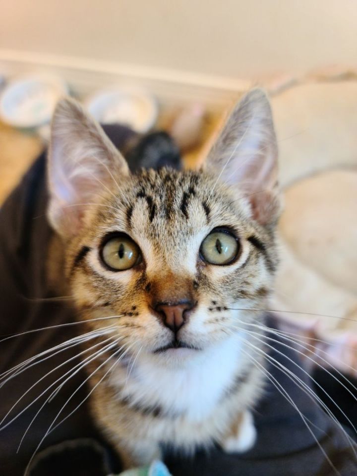 Little Stripes , an adoptable Tabby Mix in Mission Viejo, CA_image-2