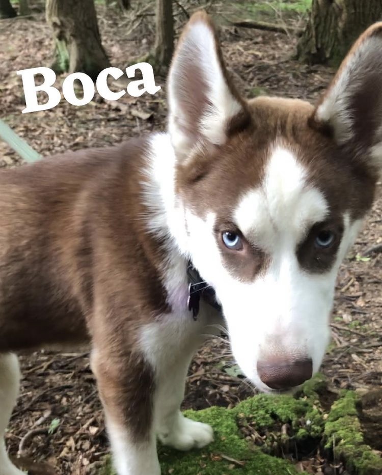 BOCA