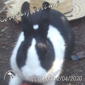 Hopper CP202233