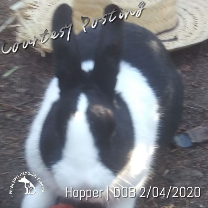 Hopper CP202233 1