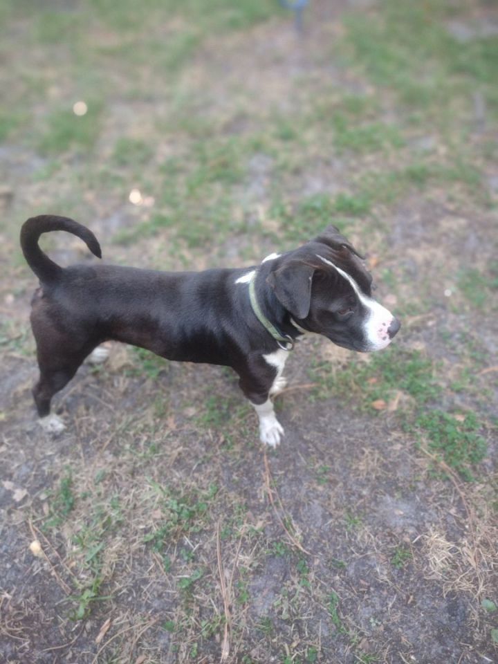 Bruno, an adopted American Bulldog Mix in Saint Augustine, FL_image-2