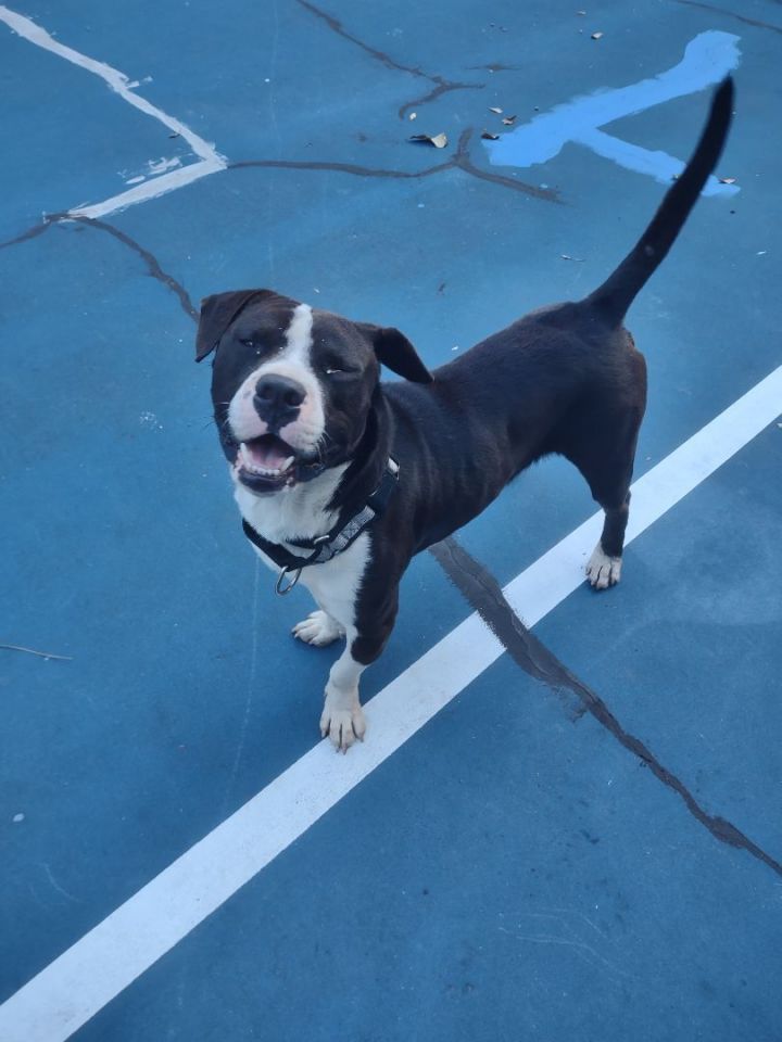 Bruno, an adoptable American Bulldog Mix in Saint Augustine, FL_image-2