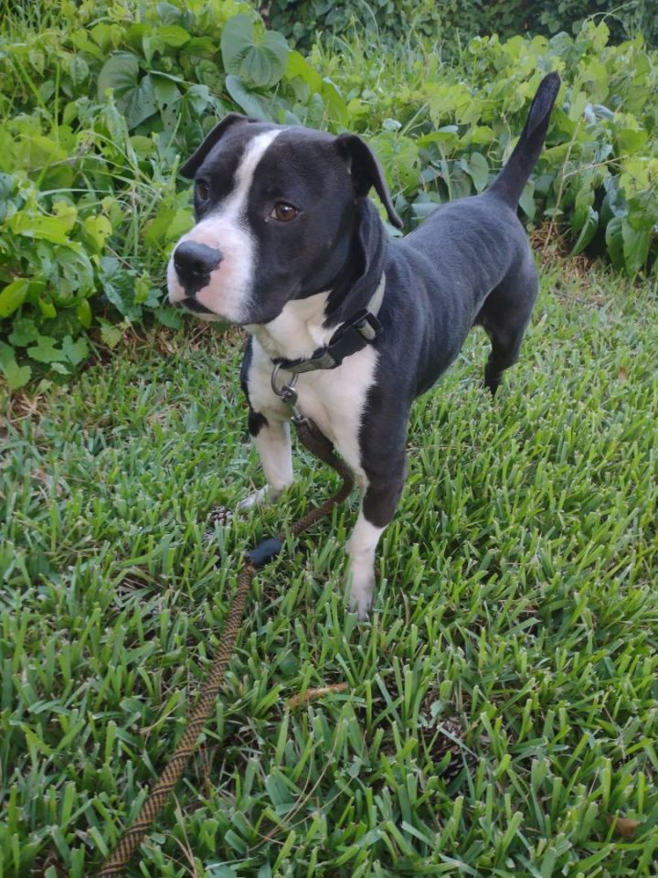 Bruno, an adoptable American Bulldog Mix in Saint Augustine, FL_image-1