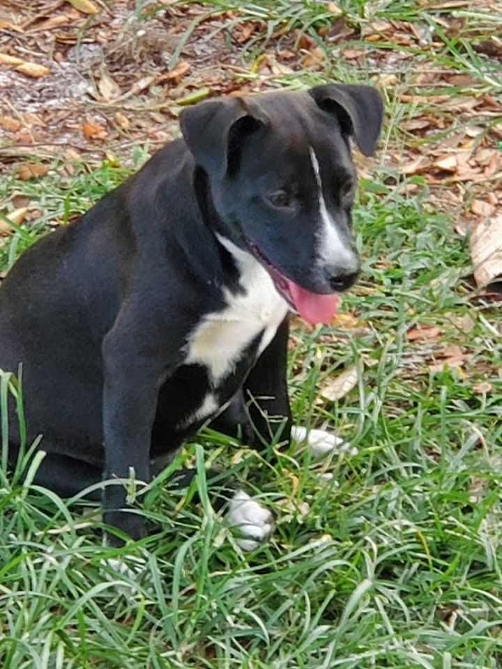 Allegra , an adoptable American Staffordshire Terrier & Labrador Retriever Mix in Saint Augustine, FL_image-1