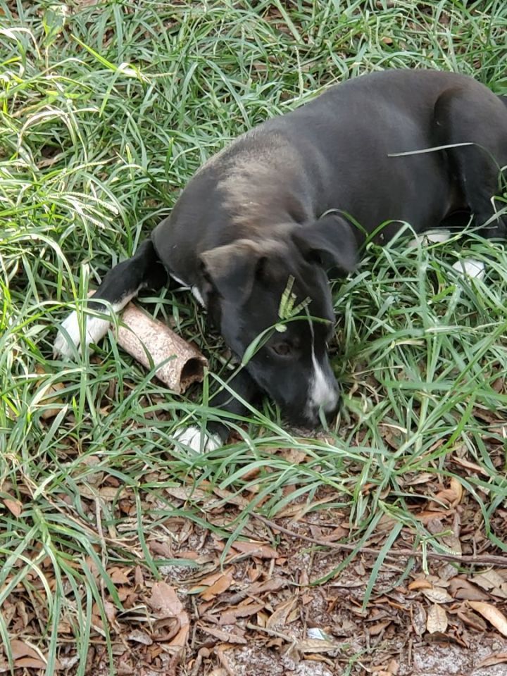 Allegra , an adoptable American Staffordshire Terrier & Labrador Retriever Mix in Saint Augustine, FL_image-2