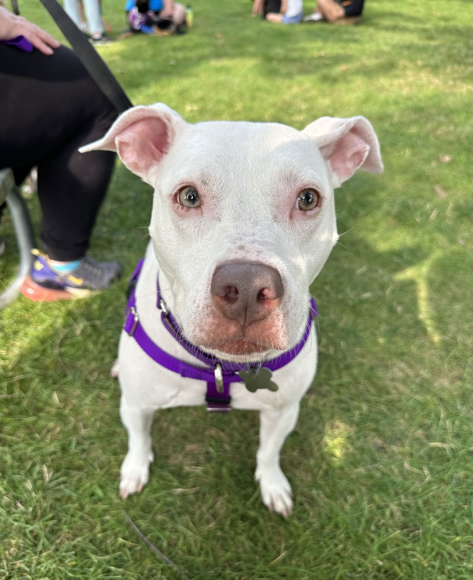 Fairing - Sr Litter, an adoptable Pit Bull Terrier in Livonia, MI, 48151 | Photo Image 3